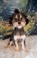 Remmi - Toy Sheltidoodle , a male Shetland Sheepdog and Poodle - Toy  for sale in Holden, MO – 3 of 7
