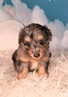Perci💚 Petite Sheltidoodle , a male Shetland Sheepdog and Poodle - Miniature  for sale in Holden, MO – 3 of 8