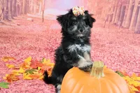 Penelope💗 Petite Sheltidoodle , a female Shetland Sheepdog and Poodle - Miniature  for sale in Holden, MO – 7 of 9