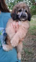 Stanley Manley💙Mini St Berdoodle , a male Saint Berdoodle for sale in Holden, MO – 9 of 9