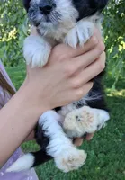 Whimsy-Micro Sheltidoodle, a female Shetland Sheepdog for sale in Holden, MO – 2 of 5
