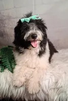 Whimsy💗Micro Sheltie X Poodle, a female Shetland Sheepdog for sale in Holden, MO – 3 of 10