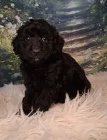 Yisabella, a female Double Doodle for sale in Holden, MO – 3 of 4