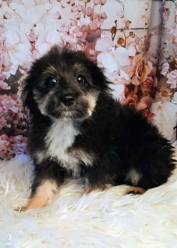 Rocky – Shetland Sheepdog, Poodle - Miniature  puppy for sale in Holden, MO