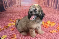 Stella Bella💗Mini Saint Berdoodle , a female Saint Berdoodle for sale in Holden, MO – 2 of 9