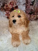 Yelena, a female Double Doodle for sale in Holden, MO – 4 of 6