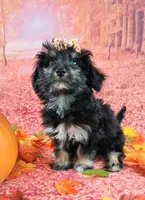 Penelope💗 Petite Sheltidoodle , a female Shetland Sheepdog and Poodle - Miniature  for sale in Holden, MO – 2 of 9