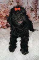 Yisabella Micro Double Doodle, a female Double Doodle for sale in Holden, MO – 5 of 6