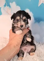 Poncho❤️Petite Sheltidoodle , a male Shetland Sheepdog and Poodle - Miniature  for sale in Holden, MO – 2 of 6