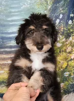 Paulette Micro Sheltidoodle, a female Shetland Sheepdog and Poodle - Miniature  for sale in Holden, MO – 1 of 8