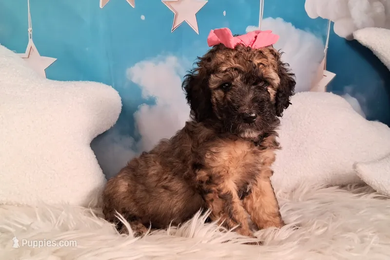 Stella Bella💗Mini Saint Berdoodle  – Saint Berdoodle puppy for sale in Holden, MO