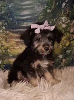Rina, a female Shetland Sheepdog and Poodle - Miniature  for sale in Holden, MO – 5 of 7