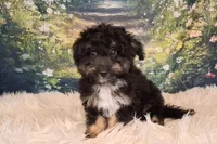 Rocky, a male Shetland Sheepdog and Poodle - Miniature  for sale in Holden, MO – 4 of 7