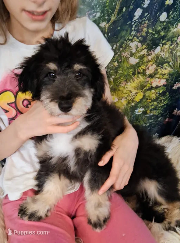 Paulette Micro Sheltidoodle – Shetland Sheepdog, Poodle - Miniature  puppy for sale in Holden, MO