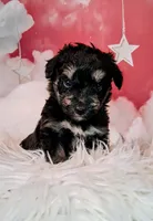 Penelope💗 Petite Sheltidoodle , a female Shetland Sheepdog and Poodle - Miniature  for sale in Holden, MO – 4 of 7