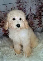 Yukon- Micro Double Doodle, a male Double Doodle for sale in Holden, MO – 3 of 3