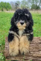 Frodo F1b Mini Saint Berdoodle, a male Saint Berdoodle for sale in Holden, MO – 1 of 4