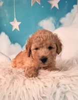 Maynard💚Petite Double Doodle, a male Miniature Goldendoodle for sale in Holden, MO – 7 of 8