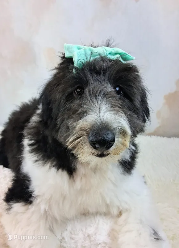 Whimsy💗Micro Sheltie X Poodle – Shetland Sheepdog puppy for sale in Holden, MO
