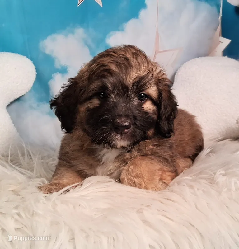 Stanley Manley💙Mini St Berdoodle  – Saint Berdoodle puppy for sale in Holden, MO
