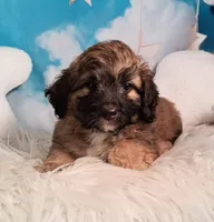 Stanley Manley💙Mini St Berdoodle , a male Saint Berdoodle for sale in Holden, MO – 1 of 7
