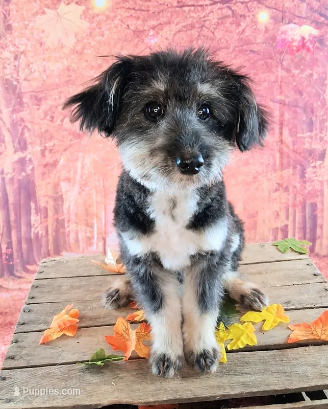 Rocky F1 Toy Sheltidoodle Sheltie x Poodle – Shetland Sheepdog, Poodle - Miniature  puppy for sale in Holden, MO