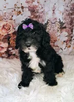 Yisadora - Micro Double Doodle, a female Double Doodle for sale in Holden, MO – 6 of 6
