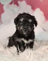 Penelope💗 Petite Sheltidoodle , a female Shetland Sheepdog and Poodle - Miniature  for sale in Holden, MO – 1 of 7