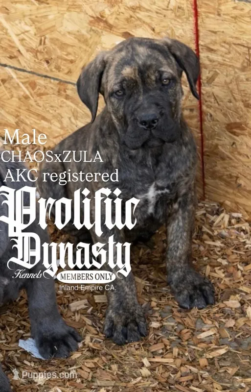 brindle boy – Cane Corso puppy for sale in Moreno Valley, CA