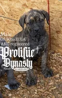 brindle boy, a male Cane Corso for sale in Moreno Valley, CA – 1 of 1