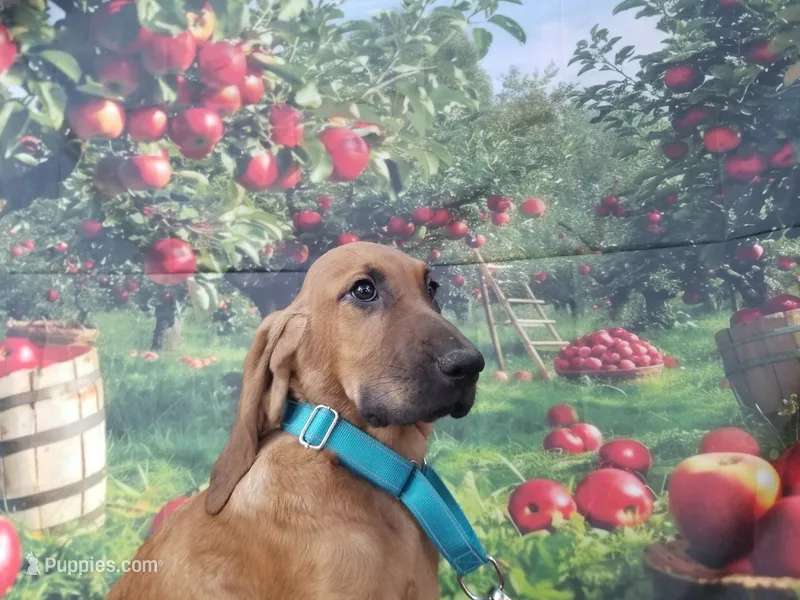Mint Collar  – Bloodhound puppy for sale in Kenbridge, VA