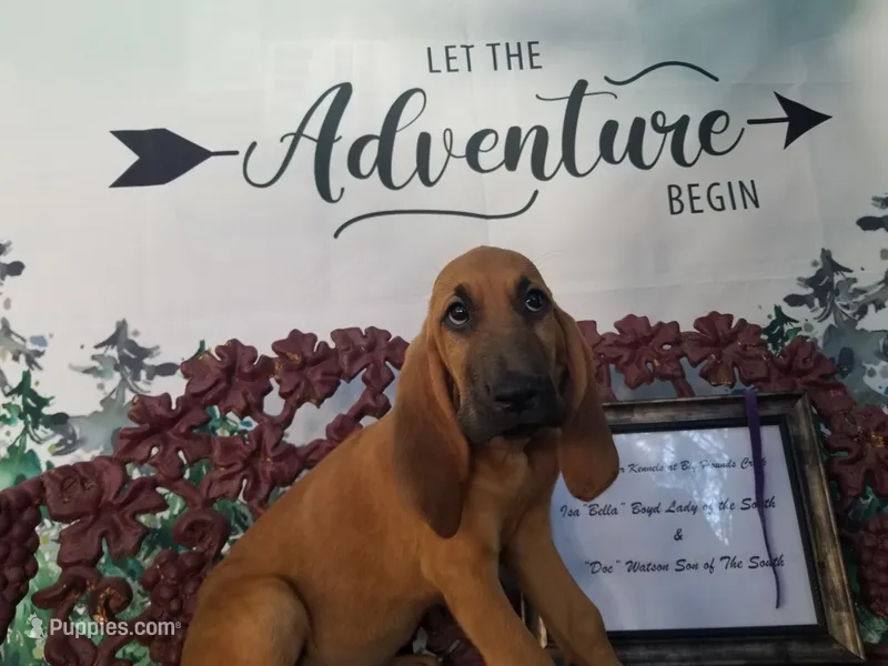 Purple Collar  – Bloodhound puppy for sale in Kenbridge, VA
