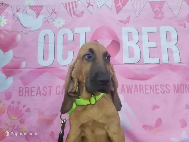 Green Collar  – Bloodhound puppy for sale in Kenbridge, VA