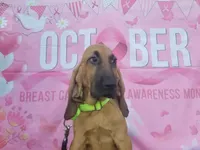 Green Collar , a female Bloodhound for sale in Kenbridge, VA – 5 of 7