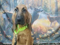 Green Collar , a female Bloodhound for sale in Kenbridge, VA – 3 of 7