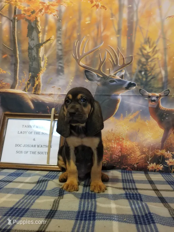 Waylon Jennings- Tammy's Tan – Bloodhound puppy for sale in Kenbridge, VA