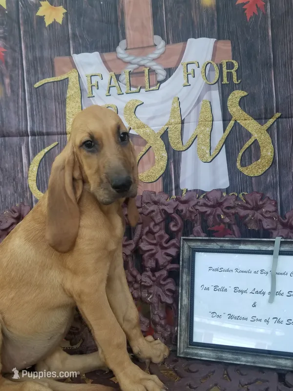 Silver Collar  – Bloodhound puppy for sale in Kenbridge, VA