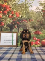 Willie Nelson- Tammy's Green , a male Bloodhound for sale in Kenbridge, VA – 1 of 3