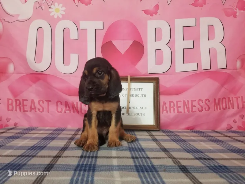 Tammy's Tan – Bloodhound puppy for sale in Kenbridge, VA