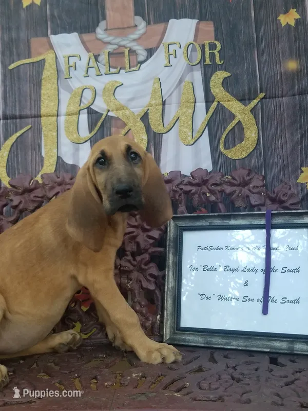 Purple Collar  – Bloodhound puppy for sale in Kenbridge, VA