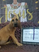 Purple Collar , a female Bloodhound for sale in Kenbridge, VA – 7 of 7