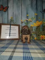 Tammy's Navy, a male Bloodhound for sale in Kenbridge, VA – 1 of 1