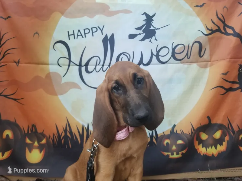 Pink Collar  – Bloodhound puppy for sale in Kenbridge, VA