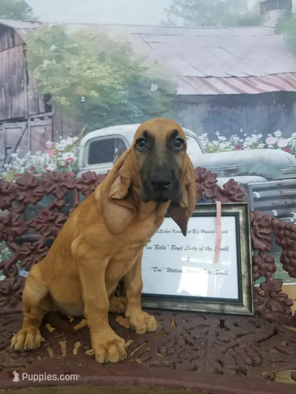 Pink Collar  – Bloodhound puppy for sale in Kenbridge, VA