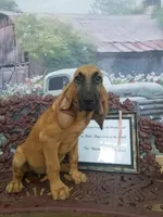 Pink Collar , a female Bloodhound for sale in Kenbridge, VA – 6 of 7
