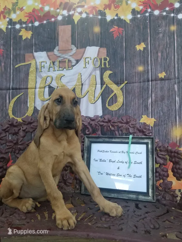 Mint Collar  – Bloodhound puppy for sale in Kenbridge, VA