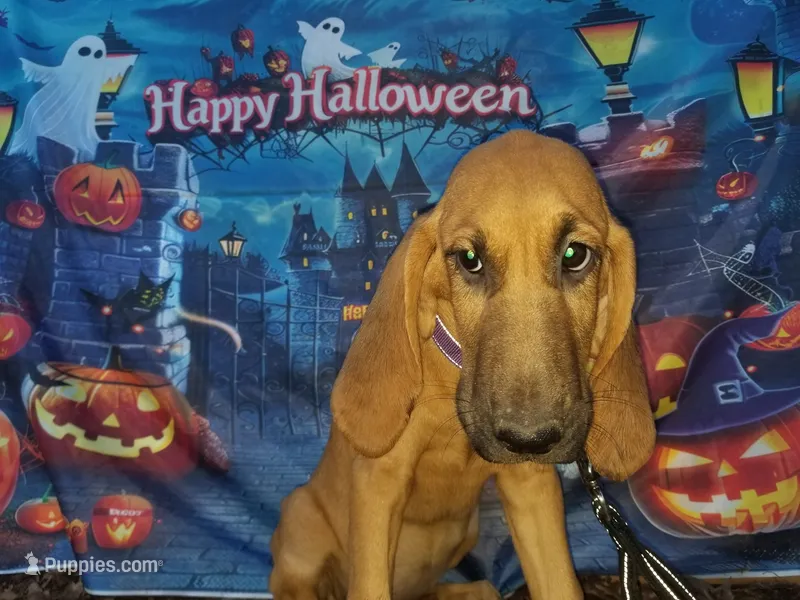 Purple Collar  – Bloodhound puppy for sale in Kenbridge, VA