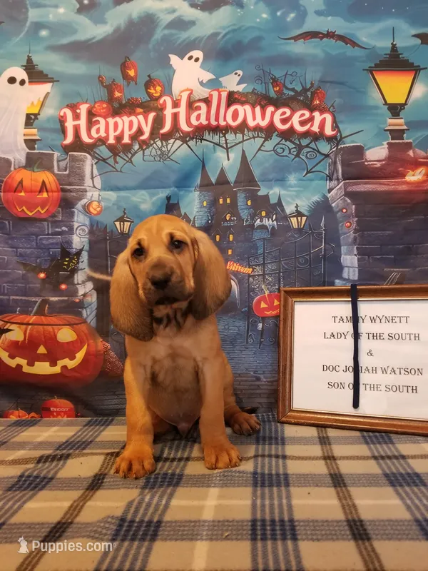 George Jones- Tammy's Navy – Bloodhound puppy for sale in Kenbridge, VA