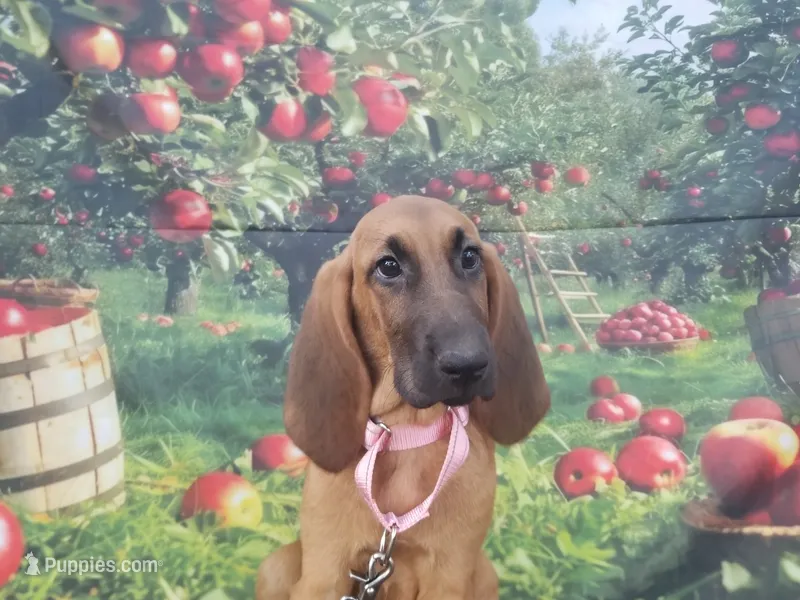 Pink Collar  – Bloodhound puppy for sale in Kenbridge, VA