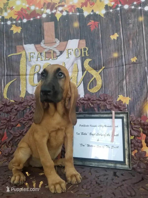 Pink Collar  – Bloodhound puppy for sale in Kenbridge, VA